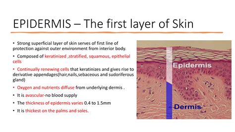 Layers Of Epidermis Ppt