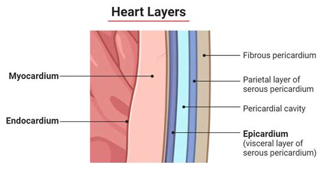 The Three Layers Of The Heart: A Complete Anatomical Guide