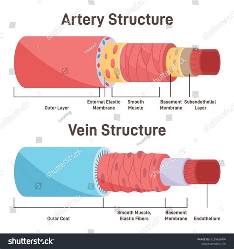 Understanding The Three Layers Of Vein Anatomy Explained