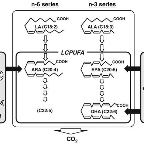 lcpufa