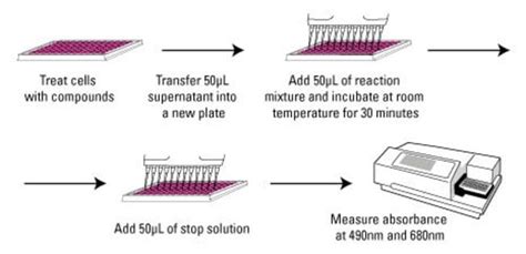 Ldh Cytotoxicity Assay Protocol