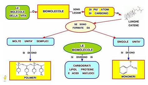 Le Biomolecole Schema 2 Mappa Concettuale