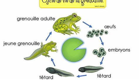 Un petit document pour observer et comprendre le cycle de la grenouille