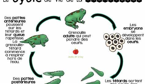 Cycle de vie - La grenouille