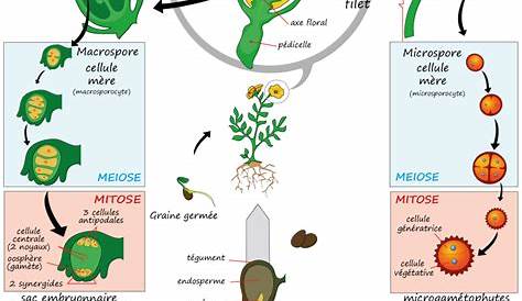 invitrolab.fr. La culture in vitro de plantes accessible à tous - Cycle