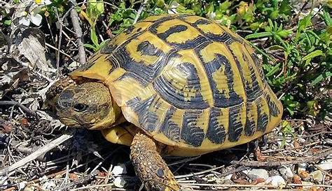 GITE CORSE - ChaletPietri.com: La tortue d'Hermann