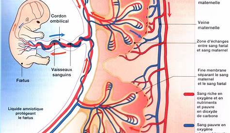 le placenta Google zoeken Anatomie du corps humain