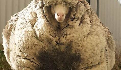 Mouton Blanc d'Ouled Djallel Meilleure race Ovine en Algerie - YouTube