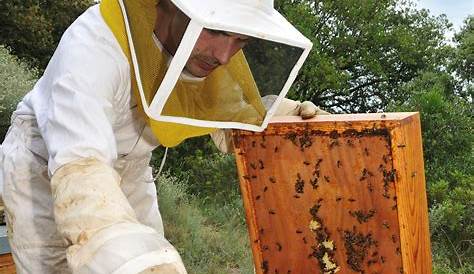 Quel bilan pour Atrimiel, le rucher écologique de Thiers (Puy-de-Dôme