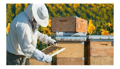 Ruchers Des Yvelines Apiculture - Vente ruches, essaims, abeilles, reines