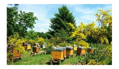 Le rucher de Montfrin (gard)... photo et image | europe, france