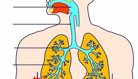 Schéma de l"appareil respiratoire chez l"Homme [17
