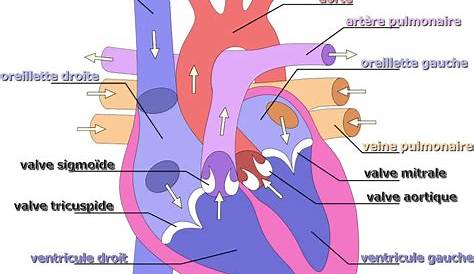 Le Schema Du Coeur Schéma YouTube