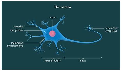 Le Schema Du Neurone Une Illustration D’une Synapse Entre Deux s.