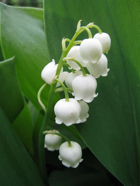 le brin de muguet