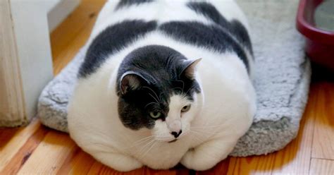 le chat le plus gros