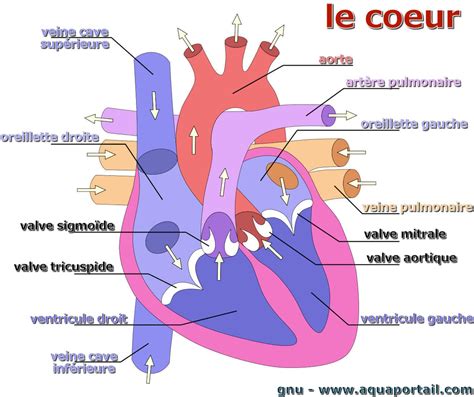 le coeur gros definition