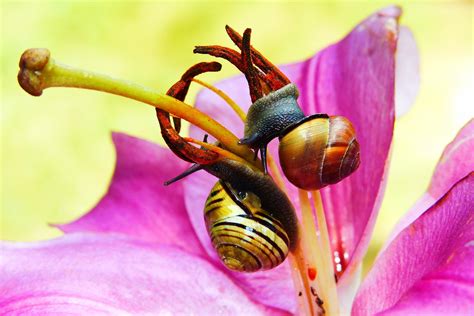 Le Lis: Unveiling Nature's Hidden Gem