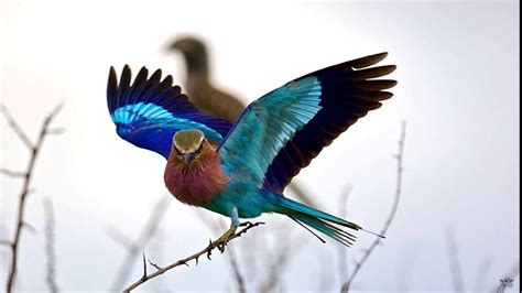 Resultado de imagem para oiseau multicolore Animais lindos, Pássaros