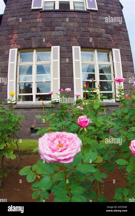 Lets See Le Rose Del Giappone Viral