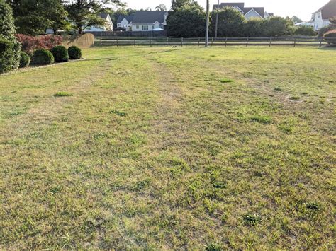 Leach Field Killing Grass