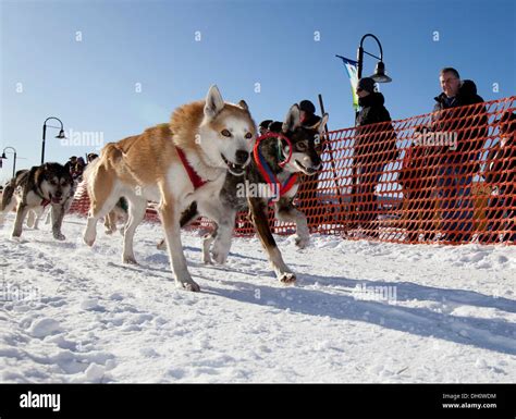 Lead Dog Sled Team