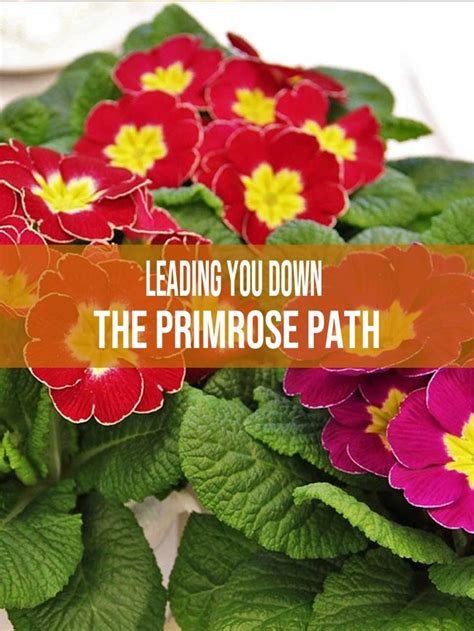 leading down the primrose path