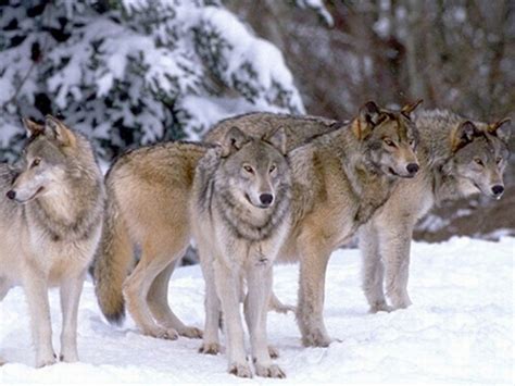leading male in a wolf pack