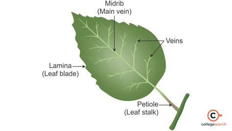 Leaf And Their Uses