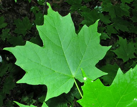 leaf of a sugar maple