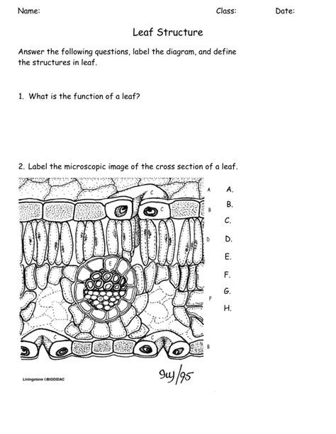 Leaf Structure Exam Questions
