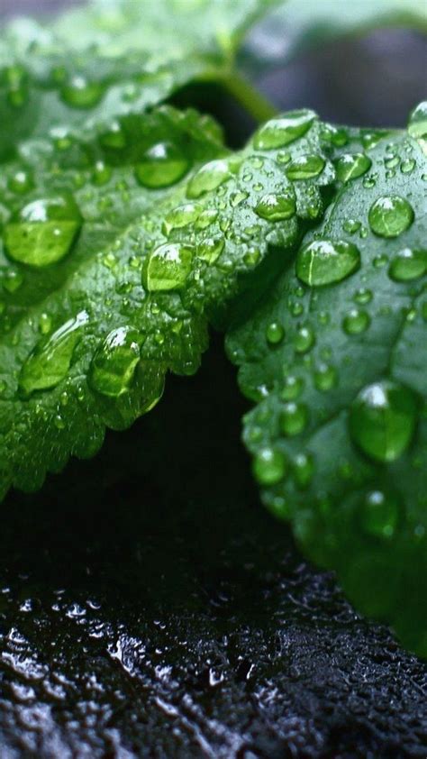 Leaf Wallpaper Android Hd