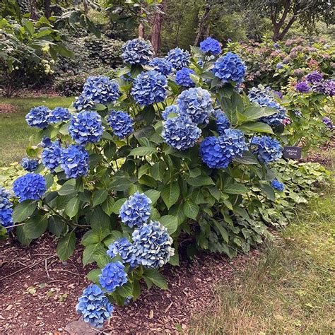 Leaf Wrap Hydrangea