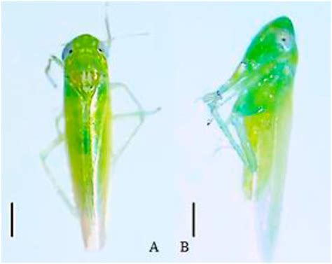 Leafhopper Characteristics