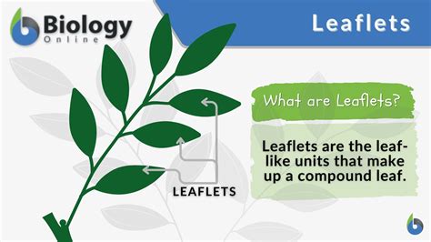 leaflet meaning in kannada with example
