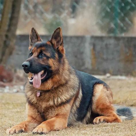 learn about german shepherds