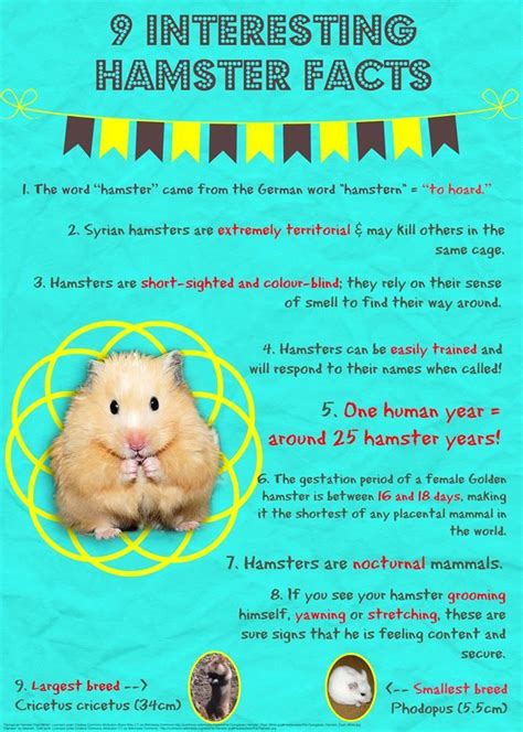 learn about hamsters for kids