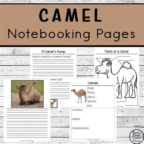 Learning About Camels Printables