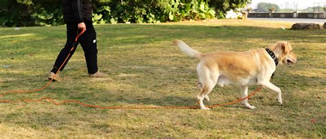 Leashes And Leads Training