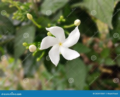 Least Fragrant Jasmine