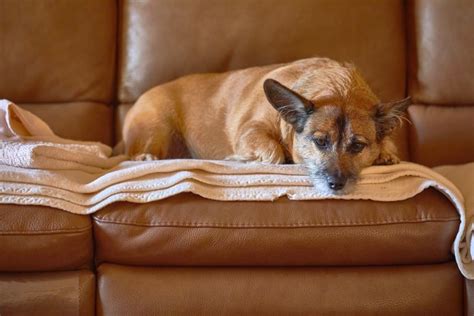 leather scratch dog