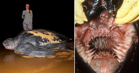 leatherback turtle bite force