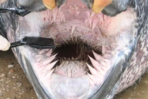 leatherback turtle penguin mouth