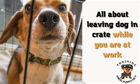 Leaving Dog Crate While Work