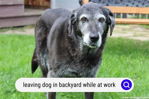 Leaving Dog In Fenced Yard While Gone