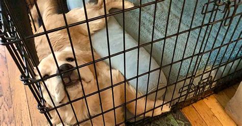 Is It Cruel To Crate A Dog While At Work