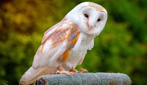 Lechuza Owl Meaning Pictures, Moon, Beautiful