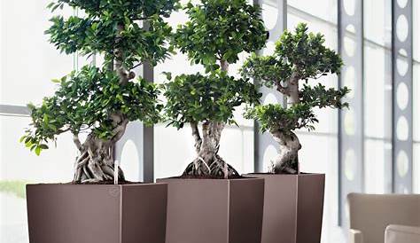 Lechuza Classico Planters Klaric Home & Garden