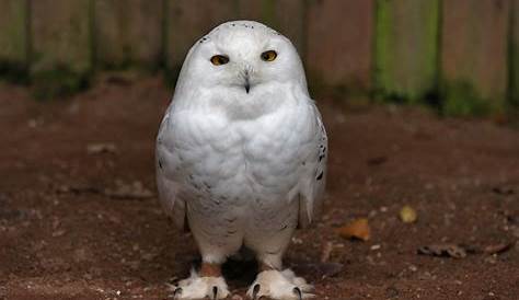 Lechuza White Owl Snowy , Pictures, Images