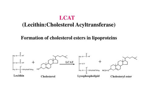 Lecithin Acyltransferase Function